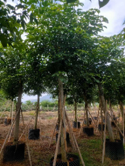 秋枫(Bischofia javanica) 秋枫(Bischofia javanica)