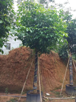 resized-微信图片_20251127233036_389_17.jpg resized-微信图片_20251127233036_389_17.jpg