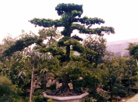 罗汉松 resized-微信图片_20251127233218_393_17.jpg