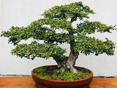 景观设计的艺术与自然完美碰撞！打造城市与自然共生的绿色奇迹！