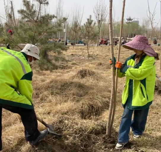 园林绿化改造工程施工常见误区:您中招了吗? resized-03faaacc79219a822b8c4376d9063009.jpg