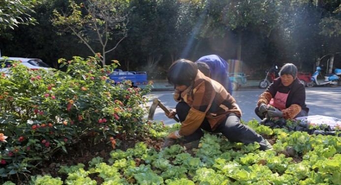 园林绿化改造工程施工常见误区:您中招了吗? resized-8582cf7ccc514b514f53f7a7881945c4.jpg