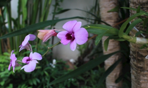 园林景观设计:如何选择适合的花草植物 resized-微信图片_20251203100923_1082_39.jpg