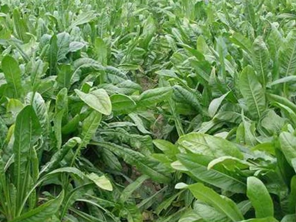 高产牧草品种推荐