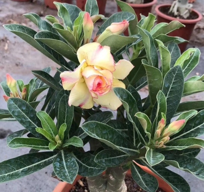 家里这3种花浇水越勤死越快!园艺大师揭秘沙漠玫瑰、虎皮兰、君子兰的保命浇水禁忌 resized-微信图片_20251215102132_1519_39.jpg